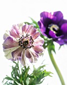 ANEMONE CORONARIA, ANEMONE