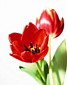 TULIPA, TULIP