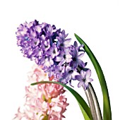 HYACINTHUS ORIENTALIS, HYACINTH