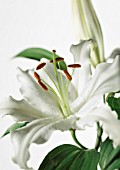 LILIUM CASA BLANCA, LILY