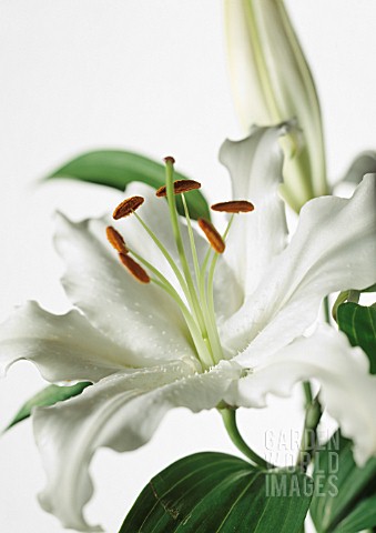 LILIUM_CASA_BLANCA_LILY