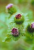 ARCTIUM LAPPA