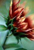 HELIANTHUS ANNUS PASTICHE, SUNFLOWER