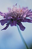 KNAUTIA ARVENSIS, SCABIOUS - FIELD SCABIOUS