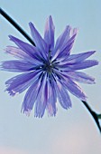 CICHORIUM INTYBUS, CHICORY