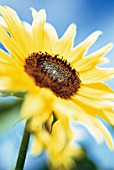 HELIANTHUS ANNUS, SUNFLOWER