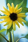 HELIANTHUS ANNUS, SUNFLOWER