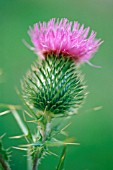 CIRSIUM VULGARE, THISTLE - SPEAR THISTLE, SCOTCH THISTLE, BULL THISTLE