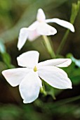 JASMINUM OFFICINALE, JASMINE