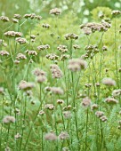 VERBENA BONARIENSIS, VERBENA, BRAZILIAN VERBENA