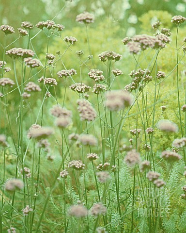 VERBENA_BONARIENSIS_VERBENA_BRAZILIAN_VERBENA