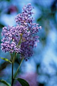 CEANOTHUS, CALIFORNIAN LILAC, CEANOTHUS