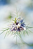 NIGELLA DAMASCENA