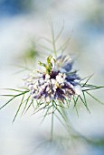 NIGELLA DAMASCENA