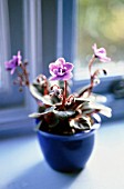 SAINTPAULIA, AFRICAN VIOLET