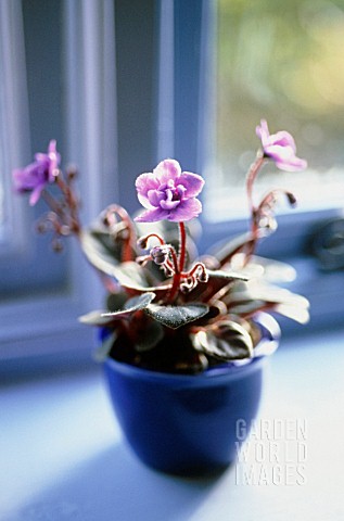 SAINTPAULIA_AFRICAN_VIOLET