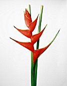 HELICONIA, HELICONIA