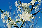 PRUNUS AVIUM, CHERRY - WILD CHERRY