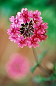 PRIMULA PULVERULENTA, PRIMULA, PRIMROSE - CANDELABRA PRIMROSE