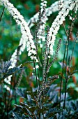 CIMICIFUGA SIMPLEX BRUNETTE, BUGBANE, COHOSH