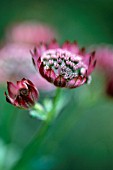 ASTRANTIA MAJOR, ASTRANTIA, MASTERWORT