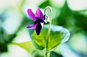 VIOLA ODORATA, VIOLET - SWEET VIOLET