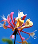 LONICERA, HONEYSUCKLE