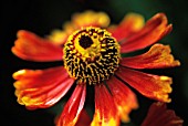 HELENIUM MOERHEIM BEAUTY, HELENS FLOWER, SNEEZEWEED