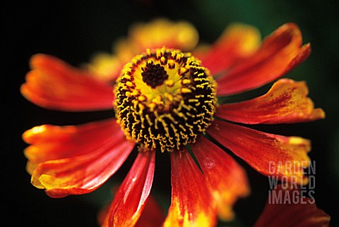 HELENIUM_MOERHEIM_BEAUTY_HELENS_FLOWER_SNEEZEWEED