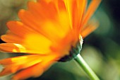 CALENDULA OFFICINALIS, MARIGOLD