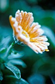 CALENDULA OFFICINALIS, MARIGOLD