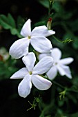 JASMINUM OFFICINALE, JASMINE