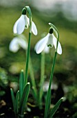 GALANTHUS NIVALIS, SNOWDROP