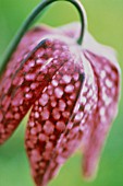 FRITILLARIA MELEAGRIS, FRITILLARY - SNAKES HEAD FRITILLARY