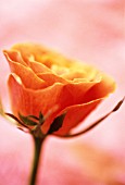 ROSA, ROSE