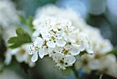 CRATAEGUS MONOGYNA, HAWTHORN