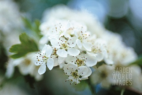 CRATAEGUS_MONOGYNA_HAWTHORN