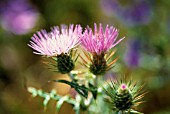 CIRSIUM, THISTLE