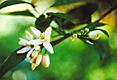 CITRUS RETICULATA BLOSSOM