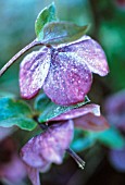 HELLEBORUS ORIENTALIS, HELLEBORE