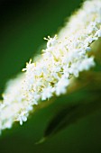 SAMBUCUS NIGRA, ELDER