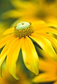 RUDBECKIA PRAIRIE SUN, CONEFLOWER, BLACK-EYED SUSAN