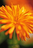 CALENDULA PORCUPINE, MARIGOLD