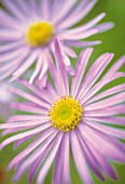 ASTER X FRIKARTII, ASTER