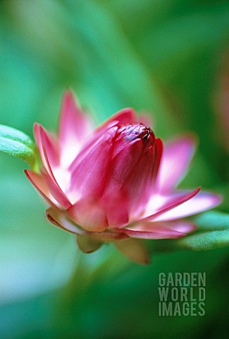 HELICHRYSUM_BREACTEATUM_STRAW_FLOWER