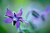 BORAGO OFFICINALIS, BORAGE