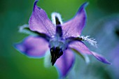 BORAGO OFFICINALIS, BORAGE