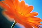 CALENDULA OFFICINALIS, MARIGOLD