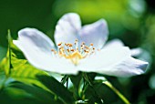 ROSA CANINA, ROSE, WILD ROSE, DOG ROSE