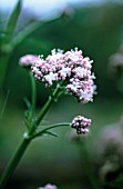 VALERIAN OFFICINALIS, VALERIAN - COMMON VALERIAN